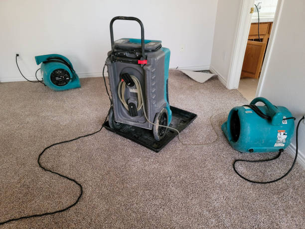 Best Mold removal after water damage  in Shelley, ID