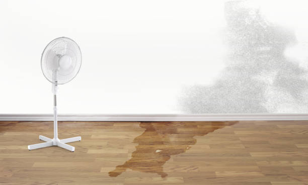 Best Ceiling water damage repair  in Shelley, ID